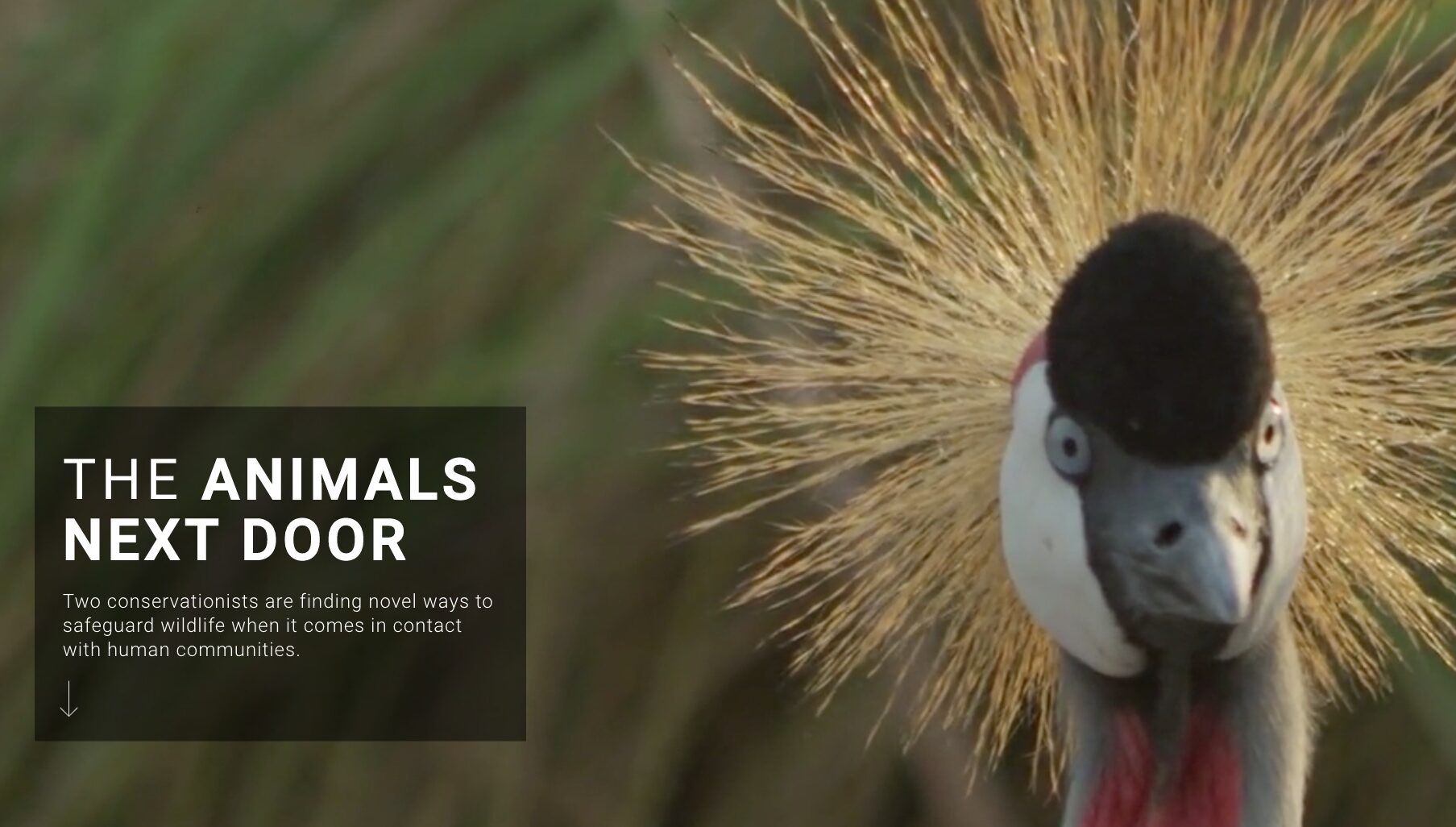 RWCA Rwanda Wildlife Conservation Association - Charity in Rwanda